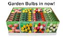 Garden Bulbs